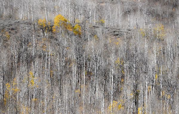 Gulin, Sylvia 아티스트의 USA-Utah-Woodruff aspen trees along highway 39작품입니다.